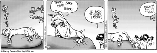 Satchel y Bucky Katt